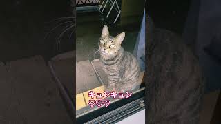 ＃きじとら　主が手を離せない洗濯物を干してるときに限って必ず鳴く愛猫　　＃cat　