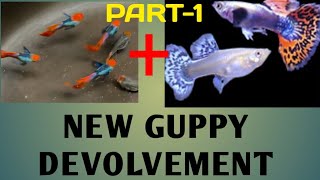 NEW GUPPY DEVOLVMENT MALAYALAM PART - 1|AMBADY SANTHOSH|AMBADY'S FARMING EP-30