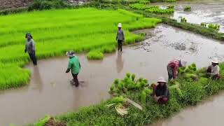 មកមេីលទេសភាពស្រុកស្រែ​ នៅរដូវវស្សា​ អមជាមួយភ្លេង