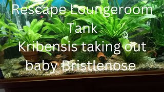 Needed To Redo Loungeroom Tank Kribs took out Latest Bristlenose Babies