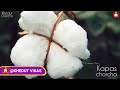 કપાસમાં ઉછાળો live cotton trading price in botad apmc kapas na bhav 12 january 2025 commodity