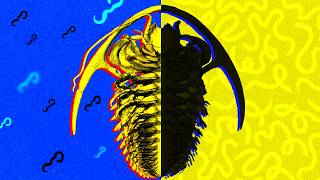 Why Phosphorus Started The Cambrian Explosion — And Oxygen Didn't (500 million years ago)