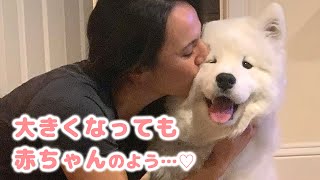 まるで赤ちゃんみたいに家族に甘える、大きなサモエドさん♪