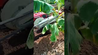 Banana farming with power weeder |  பவர் வீடர் மூலம் வாழை காட்டுக்கு கலை வெட்டுதல்🌱#shorts#farming