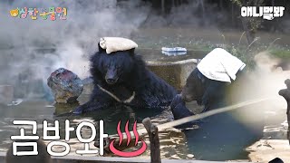 곰팔자가 상팔자 (백수아님❌)ㅣ이상한동물원 E.02ㅣBear’s Life Is Better Than Us I Special Crnter For Animals Ep 2