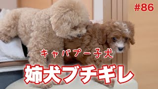 【キャバプー子犬】姉犬２匹の威厳は凄かった