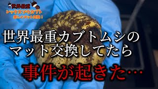 【世界最重】2年間飼育した幼虫がまさかの事に……