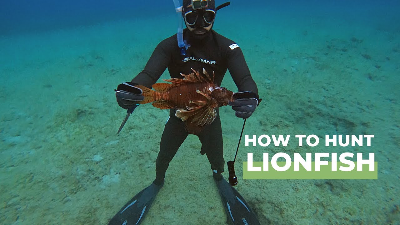 How To Hunt Lionfish Youtube