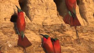 Southern Carmine Bee-Eaters