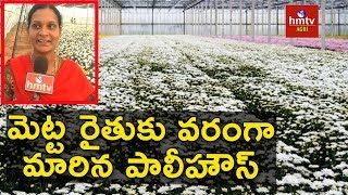 Chamanthi Flower Cultivation in Polyhouse | hmtv Agri