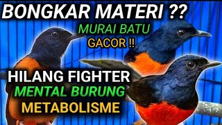 MURAI BATU GACOR ampuh buat PANCINGAN murai batu agar bunyi JADIKAN burung murai gacor EMOSI