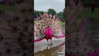 Pink peacock #shorts #peacock #pink #peacockdance #birds #peacocklovers #tranding #viralshort