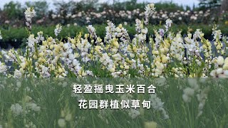 【海媽植物推薦14】輕盈搖曳玉米百合，花園群植似草甸  | Beauty of Spotted African Corn Lily Ixia Maculate