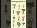 Poisonous Plants for Cats