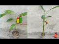 How To Grow Banana Tree / how big do banana plants get