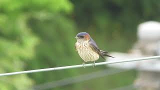 【鳴き声】可愛いコシアカツバメの地鳴き