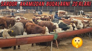 SARDOR AKAMIZDAN BUQALARNI ZOʻRLARI SHOSHILINGLAR Tell 93.647.01.05 Tell 93.972.02.12