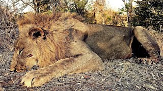 Full Charge with an injured Lion | Lion Safaris in Zimbabwe