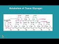 生化線上課程 metabolism of glycogen and pentose phosphate pathway 肝醣代謝與戊糖磷酸代謝途徑 part1