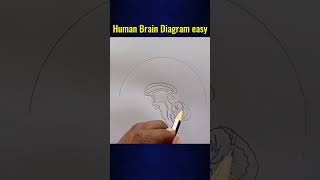 How to Draw Human Brain easily step by step ; Control & Coordination | class 10 #shorts