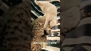 猫のお尻を枕にして寝る猫【多頭飼い】