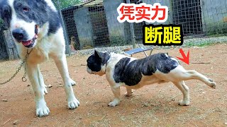 法国斗牛犬凭自己实力，把狗腿断了，过程令人意外