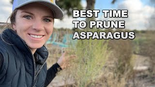 When to Prune Asparagus Fern