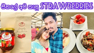 සීතලේ අපි කාපු Strawberries 🍓 | Jagro Strawberry farm | Family Time | Vidu with Love 💞