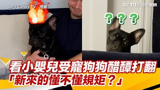 看小嬰兒受寵狗狗醋醰打翻 「新來的懂不懂規矩？」｜三立新聞網 SETN.com