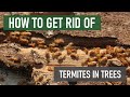 How to Get Rid of Termites in Trees [DIY General Termite Control]