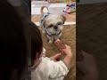 娘にお預けされるされるわんこ dog シーズー 犬 犬との暮らし cute