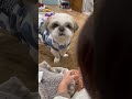 娘にお預けされるされるわんこ dog シーズー 犬 犬との暮らし cute