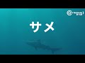 式根島の堤防下の海底にカメラ落としたら珍客がいた・・！