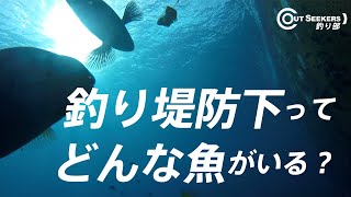 式根島の堤防下の海底にカメラ落としたら珍客がいた・・！