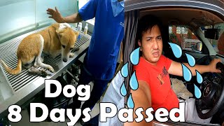 8 Days Passed Where is Our Dog | किती दिवस झाले भू-भू आणि काळू घरी का नाही आले हॉस्पिटल मधून | SKeer