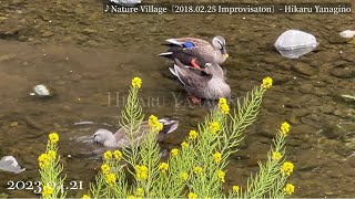 【カルガモ】Spot-billed duck April 21, 2023 4月のカルガモたち