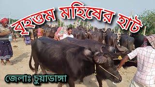 বৃহত্তম মহিষের হাট আলমডাঙ্গা মহিষ হাট।। আলমডাঙ্গা, চুয়াডাঙ্গা।। @sakuntv123