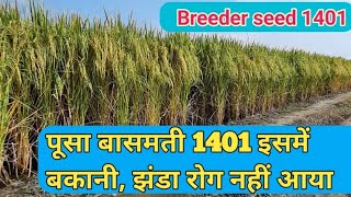 pusa basmati 1401 / pb 6 / mushal 1401