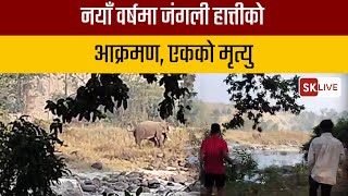 नयाँ वर्षमा जंगली हात्तीको आक्रमण, एकको मृत्यु