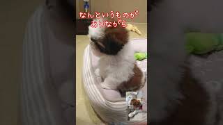 子犬に焼きもちを焼いた可愛いキャバリア(A cute cavalier jealous of a cute puppy)