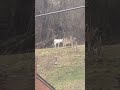 rare albino deer 😱 shorts albino rarebreed whitedeer offthehookoutdoors