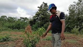 අඹ වගාවේ කප්පාදුව -Commercial Mango Farming,First \u0026 Second Pruning¬ Agri Life with Dilupa Akalanka