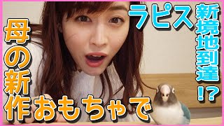 【必見】奇跡的なすごい瞬間撮れちゃった！　恵理那とラピスの部屋#6