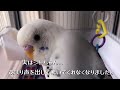 【足への吐き戻し...】現状報告！　　　　　　　　　　 セキセイインコ ハルクイン 吐き戻し