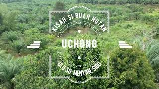 Pokok Buah Hutan - Buah Uchong (Belimbing Hutan)