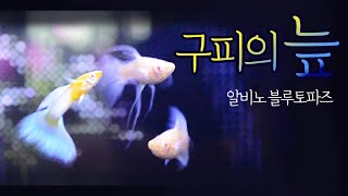 [구피]알비노블루토파즈 리본+노멀 입양. 새어항구입.