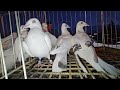 gołębie pigeons targ radom andrzej w. 4.01.2025 cz.3 4💥gołębie jasne i wyszwance andrzeja radom💥