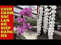 Cách chăm lan hồ điệp đang nụ