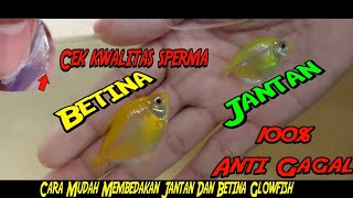 Cara Mudah Membedakan Jantan Dan Betina Glowfish