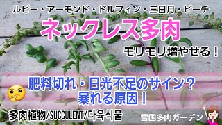 いろんなネックレス多肉/肥料切れ・日光不足のサイン/暴れる原因など　＃多肉植物　＃Succulent　＃雪国の多肉